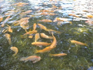 Grow Fish Anywhere - Environment News - Israel