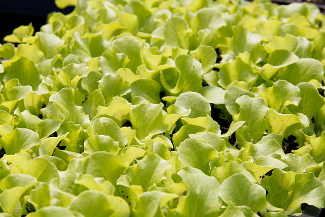 Lettuce - Environment News - Israel