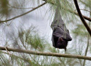 Bat - Environment News - Israel