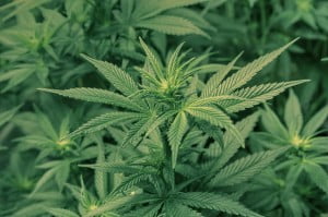 Marijuana - Health News - Israel