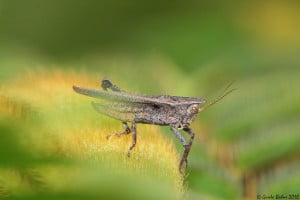 Grasshopper - Technology News - Israel