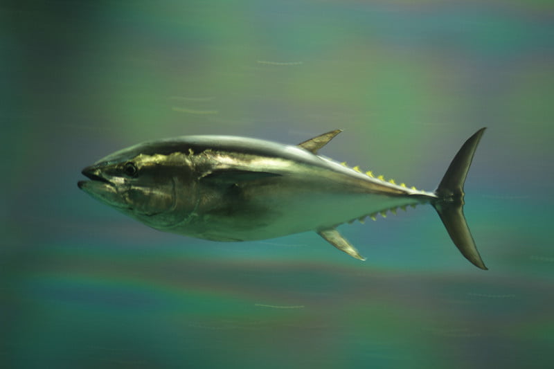 Bluefin tuna - Environment News - Israel