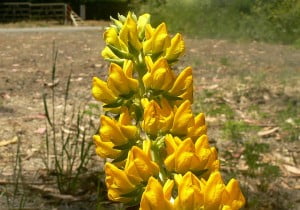 Yellow Lupin - Environment News - Israel