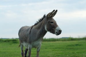 Donkey Wi-Fi - Technology News - Israel