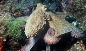 Environment News: Octopus Camouflage Hints To Higher Intellect Than Thought