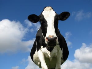Environment News: Israeli Largest Biogas Plant To Produce Electricity From Cow Manure