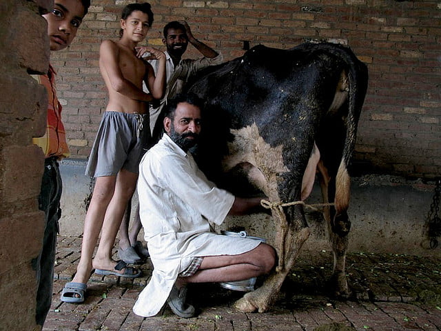 Environment: Israelis To Bring India's Dairy Farms Into The 21st Century