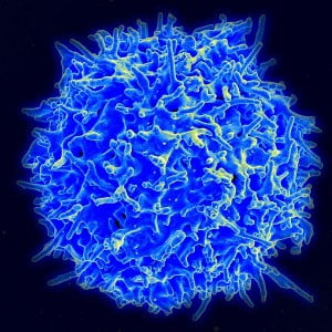 cell growth - health news