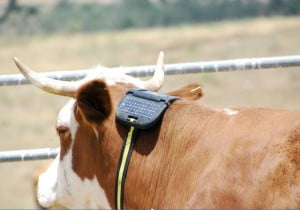 Environment News - Cattlesense: Using Satellites And AI For Cattle Herding