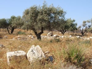 Environment News: Olive Trees May Be The Cure For Desertification