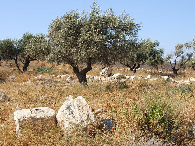 Olive tree cultivation - AZUD