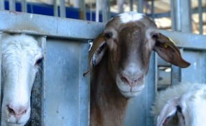 Israel Takes Its Milking Expertise To Canadian Goats