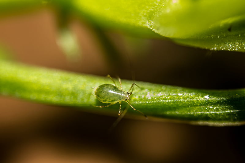 aphid - plant lice