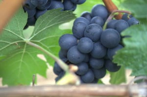 Environment News: Researchers Grow Grapes In Winter