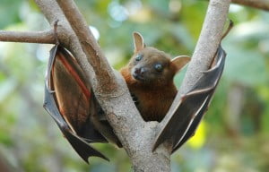 Health News: Bats Help Researchers Understand How The Brain Perceives 3D Spaces