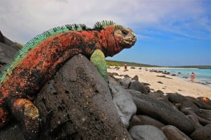 galapagos biodiversity