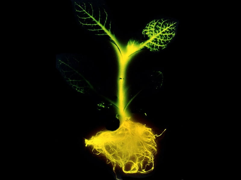 Environment News: Will Glowing Plants Be The Streetlights Of The Future?