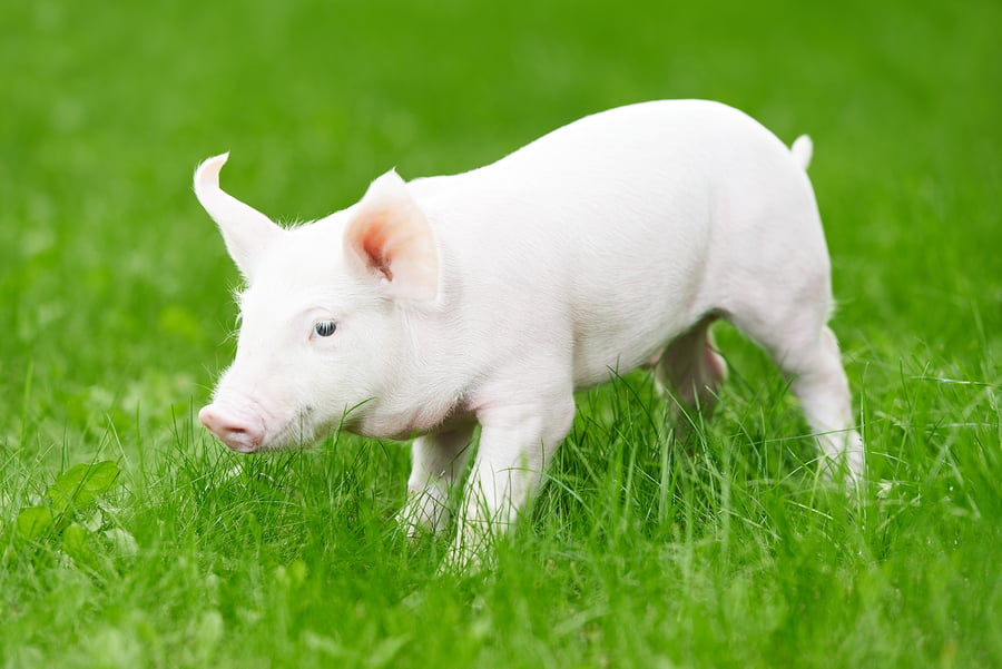 Health News: BGU Researchers Clear Barrier To Pig to Human Transplants