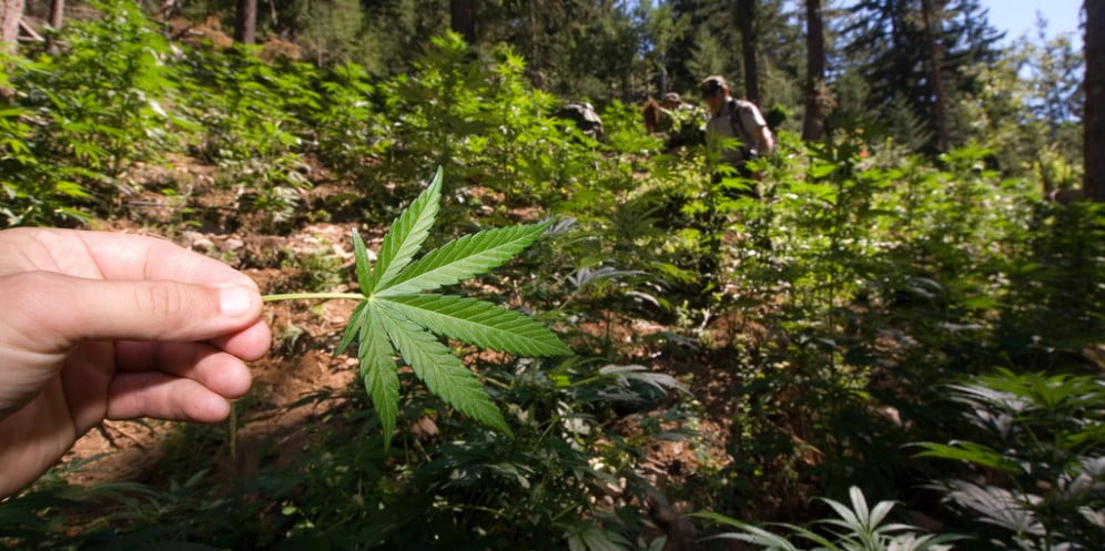 Health News - Research: Tiny Quantities Of Marijuana Protect Against Brain Damage