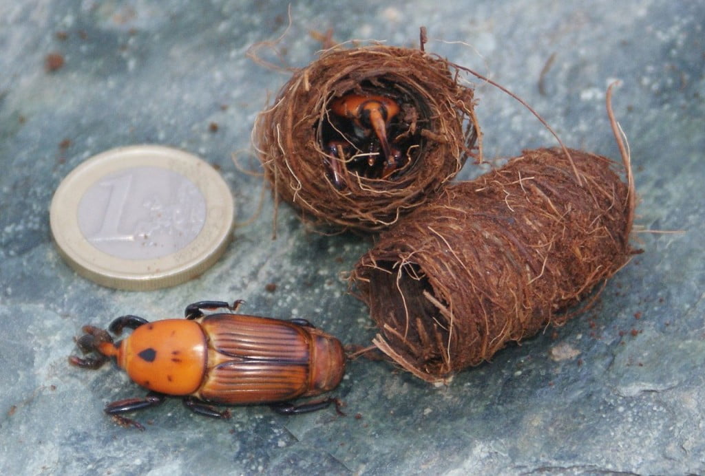 Environment News: Research: Israeli Beetle Doesn't Need Males To Reproduces