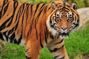 Environment News: Innovative Ear-Foam Treats Tiger's Disease