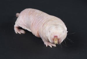 Health News: Researchers Find Cancer-Resistance Mechanism In Naked Mole Rat