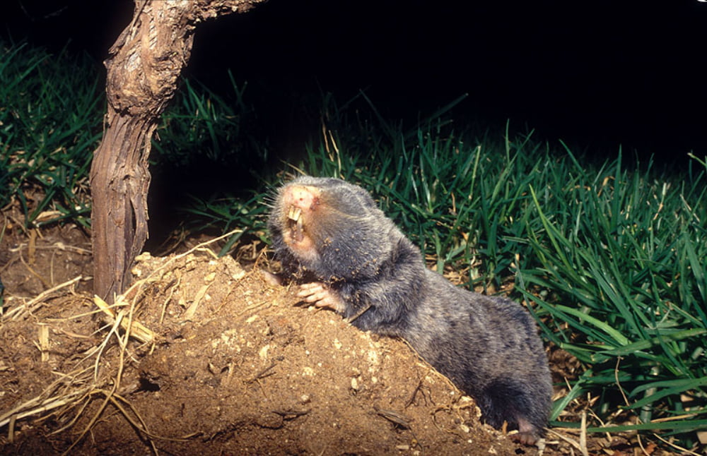 Health News: The Israeli Blind Mole Rat May Hold The Key To Curing Cancer