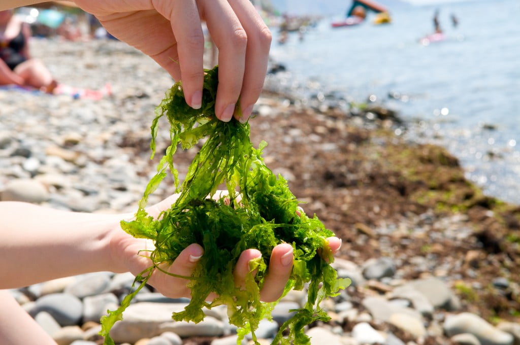 Seaweed. Photo via Bigstock