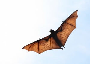 Research Sheds Light On Bat's Ability To See In The Dark