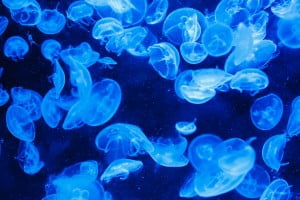 Environment News: Will Your Next Toilet Paper Roll Be Made Of Jellyfish?