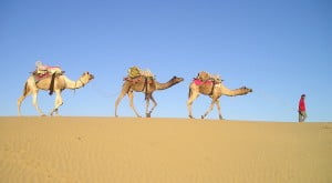 Camels