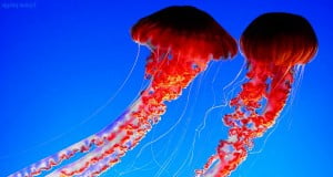 beautiful jellyfish swimming in the ocean