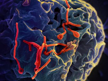 Ebola Virus via NIAID/Flickr