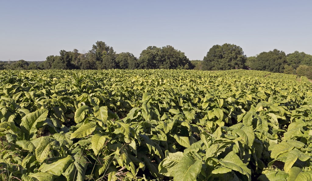 tobacco plant field