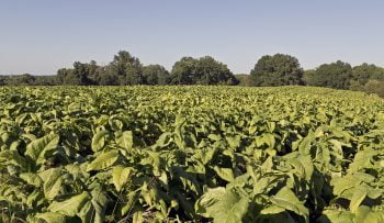 tobacco plant field