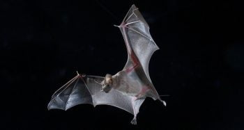 Bat. Courtesy of Tel Aviv University