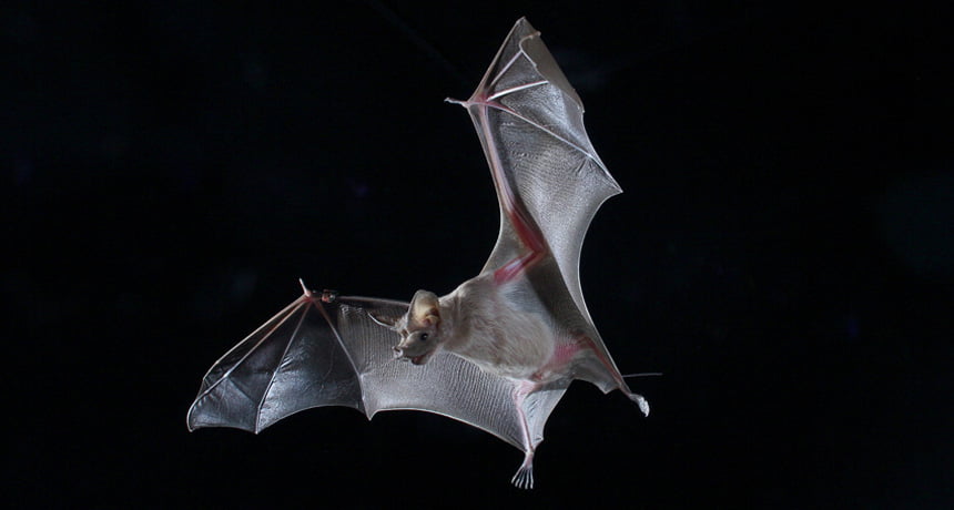 Bat. Courtesy of Tel Aviv University