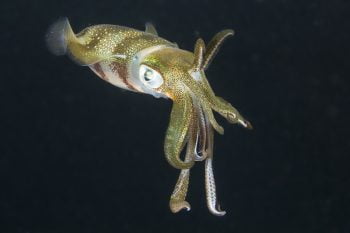 Squid underwater at night
