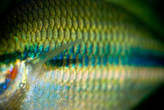 fishskin scales