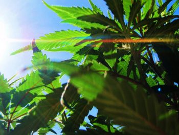 marijuana sun shine via Pixabay