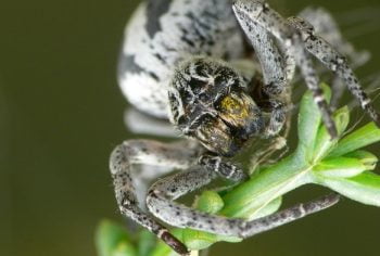 Stegodyphus Lineatus Spider via Joaquin Portela/WikiCommons