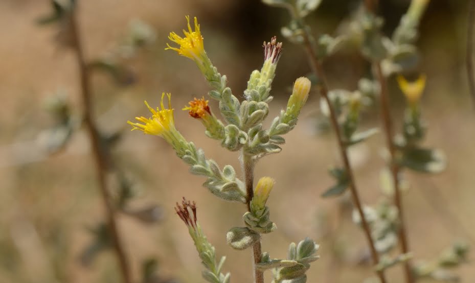 Chiliadenus iphionoides