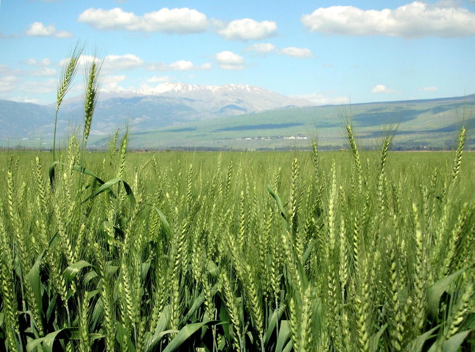 Wheat field via Zachi Evenor/Flickr