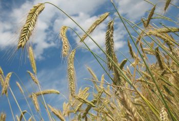 Wheat field via Zachi Evenor/Flickr