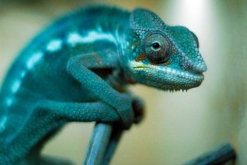 bluechameleon