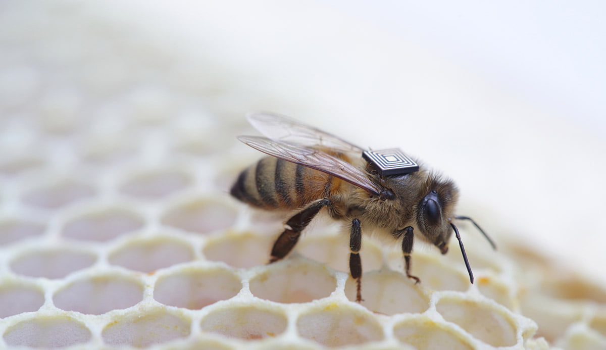 Bee point