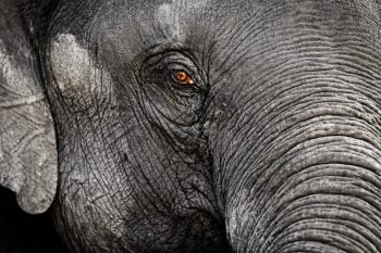 Elephant Close-Up via Pixabay