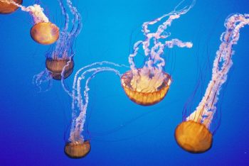 Jellyfish via Tom Hodgkinson;/Flickr