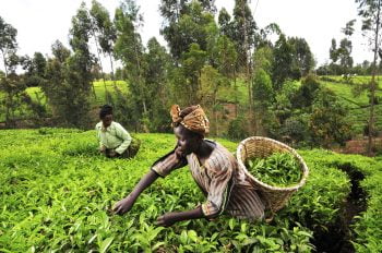 kenya agriculture tea crops green africa woman via Flickr