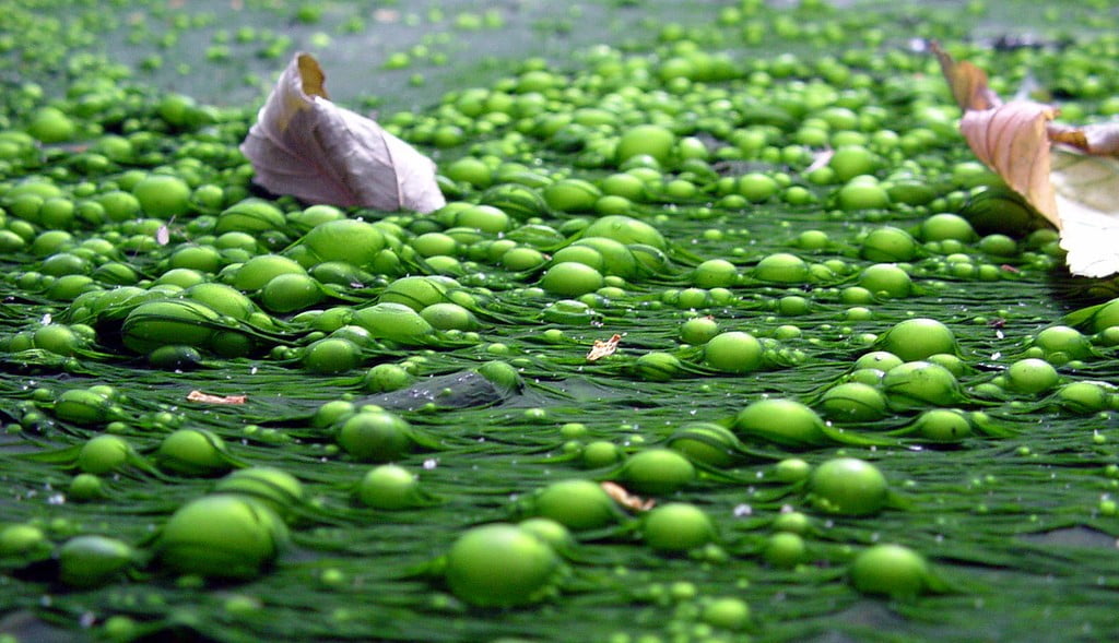 Algae via Flickr